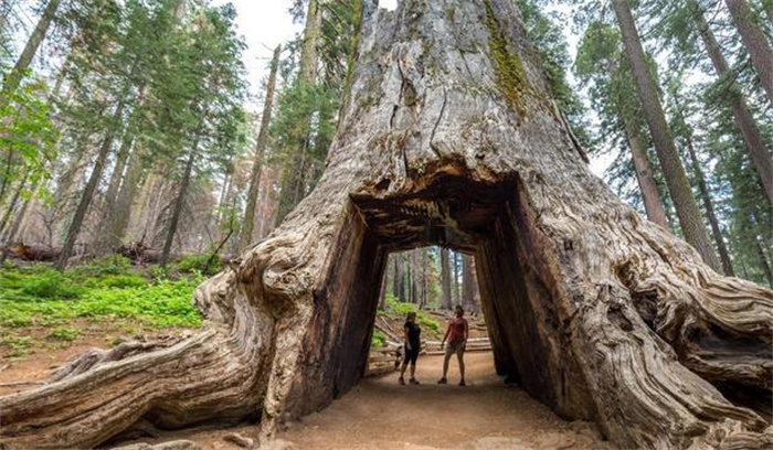 世界上“最大的树”，3500年前的大树，高156米重6000吨