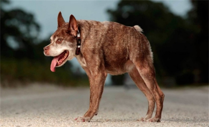 世界上最丑的狗 看起来有些畸形（卡西莫多